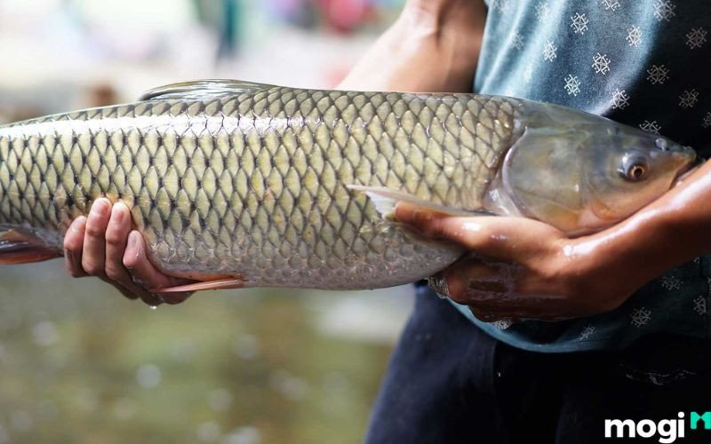 Mơ thấy bắt cá trắm biểu thị cho những kế hoạch và dự định trong tương lai sẽ trở thành hiện thực