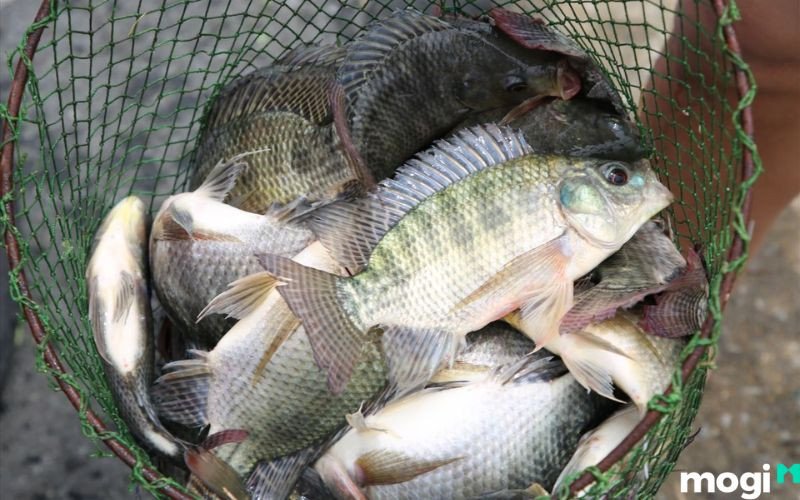Mơ thấy bắt được nhiều tôm cá, điều này báo hiệu về một khối tài sản khổng lồ mà bạn sẽ thừa kế trong tương lai