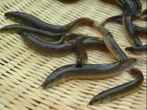 Nằm Mơ Thấy Cá Chạch Đánh Đề Con Gì? Giải Mã Chi Tiết