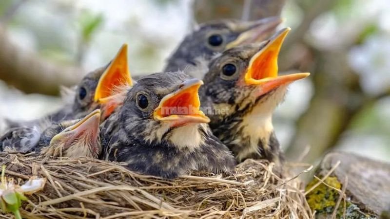 Mơ thấy chim non đang kiếm ăn