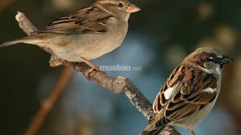Mơ thấy chim non mang ý nghĩa gì