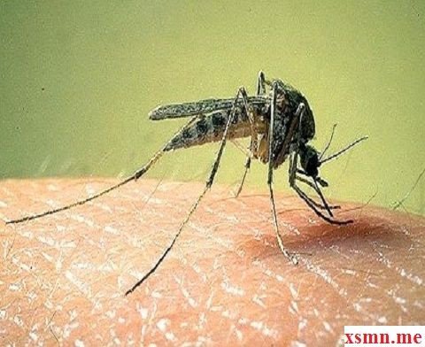 Mơ thấy con muỗi đang cắn người