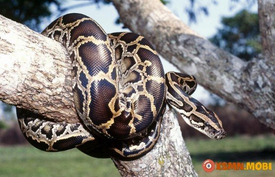 Mơ thấy con trăn đánh số mấy