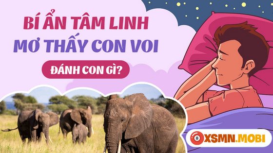 mơ thấy con voi đánh số gì để trúng lớn