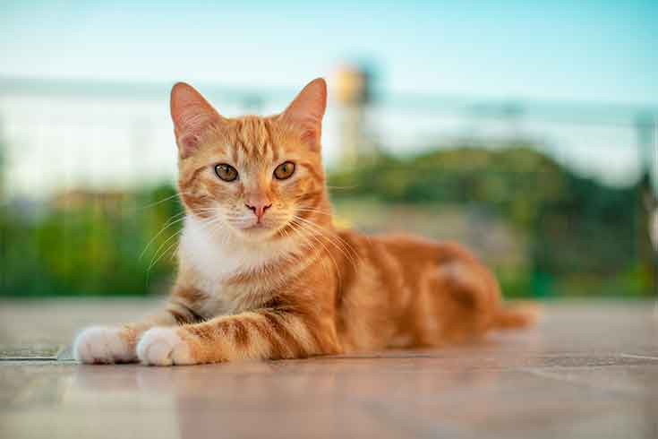 mơ thấy đàn mèo đánh số gì