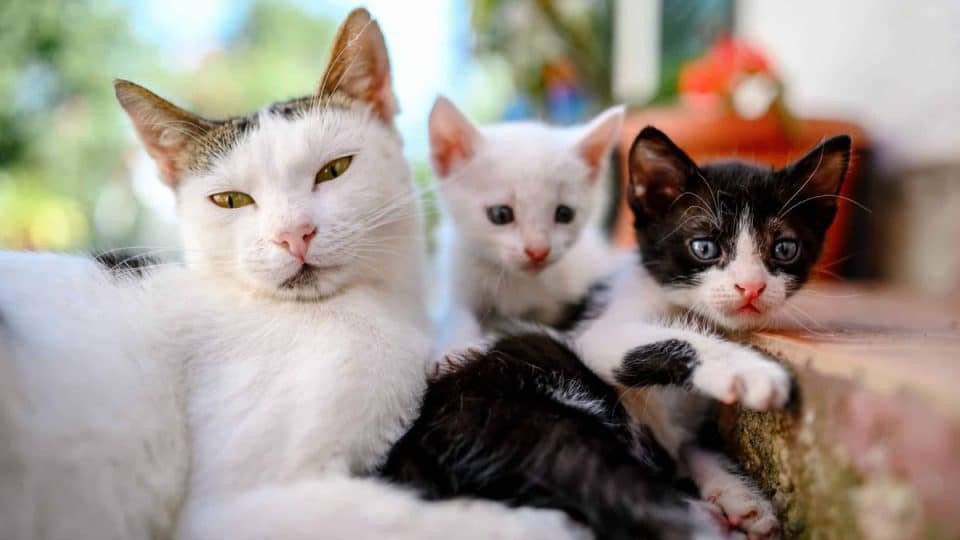 mơ thấy đàn mèo hỗn loạn