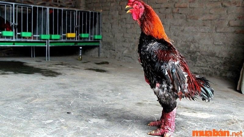 Mơ thấy gà Đông Tảo