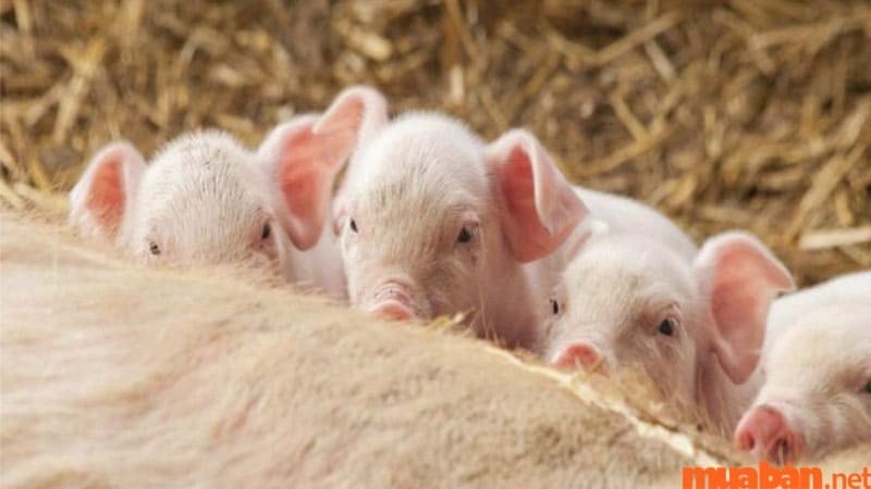 Mơ thấy heo đẻ sinh sôi nảy nở