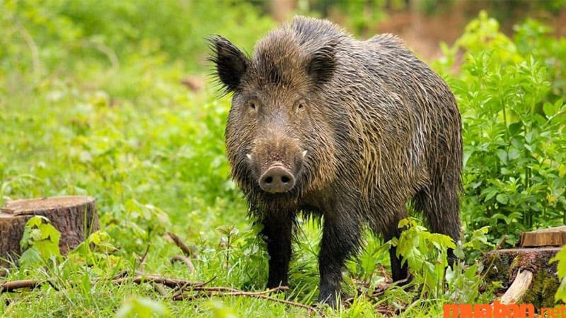 Mơ thấy heo rừng nhắc nhở sự cố gắng