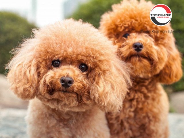 Mơ thấy mua chó con mang điềm báo gì cho tình bạn