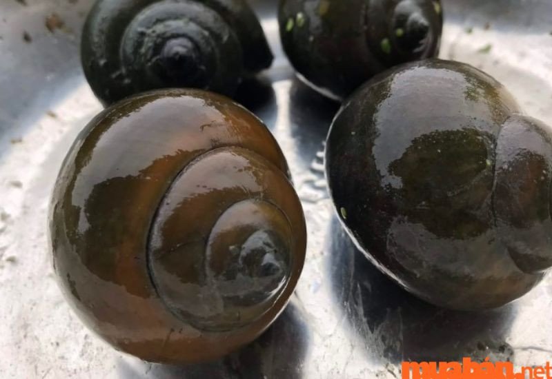 Mơ thấy ốc bươu báo điềm gì