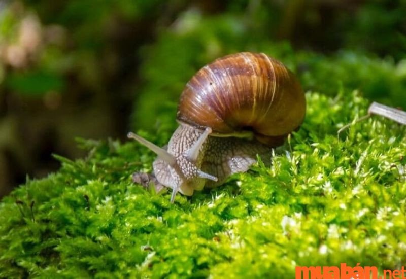 Mơ thấy ốc sên báo điều gì