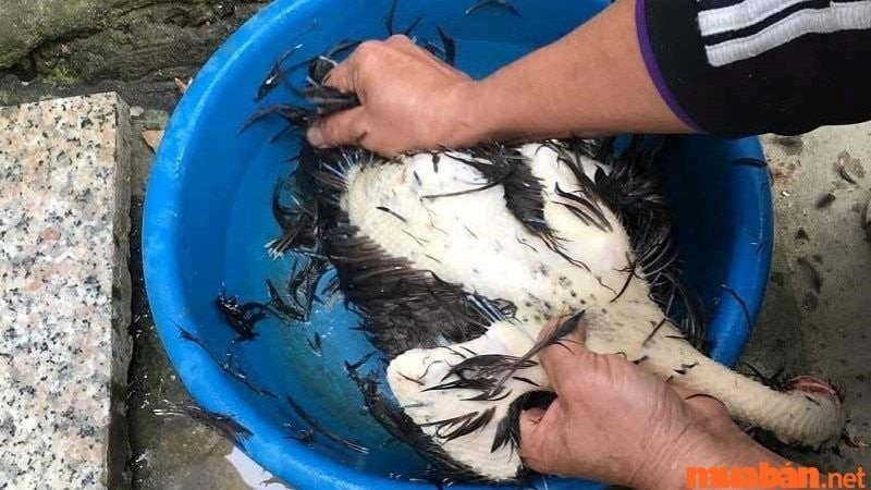 Mơ thấy vặt lông gà