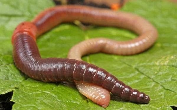 Mỗi giấc mơ về giun đất tương ứng với một số may mắn