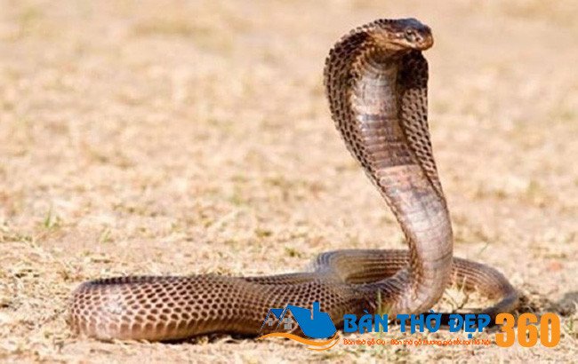 Một bà bầu đang ôm bụng, phía sau là hình ảnh mơ hồ của rắn hổ mang, minh họa cho giấc mơ của phụ nữ mang thai về loài rắn này