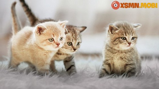 Một bầy mèo con non đang chen chúc bên nhau ấm áp