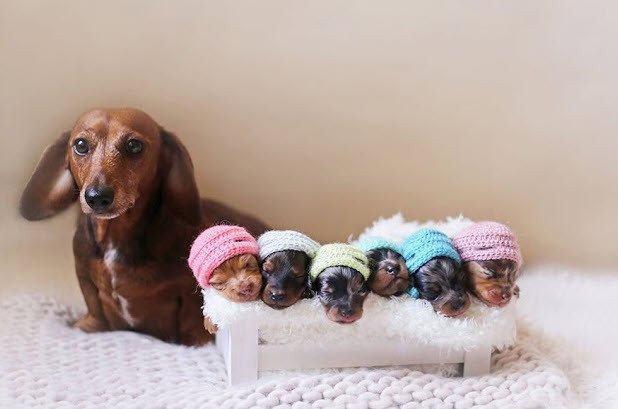 Một chú chó mẹ đang chăm sóc đàn chó con mới sinh, tượng trưng cho sự sinh sôi và khởi đầu mới trong giấc mơ thấy chó đẻ.