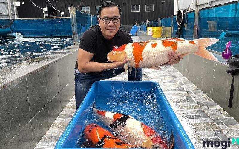 Một con cá Koi bơi lội tung tăng trong làn nước trong xanh, tượng trưng cho cơ hội và may mắn