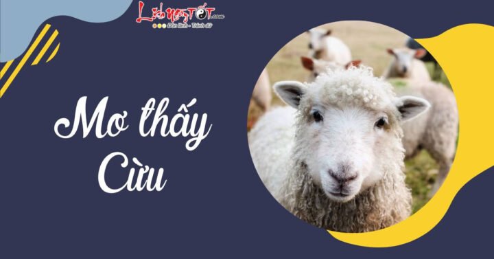một con cừu trắng hiền lành đang gặm cỏ, biểu tượng của sự bình yên trong giấc mơ.