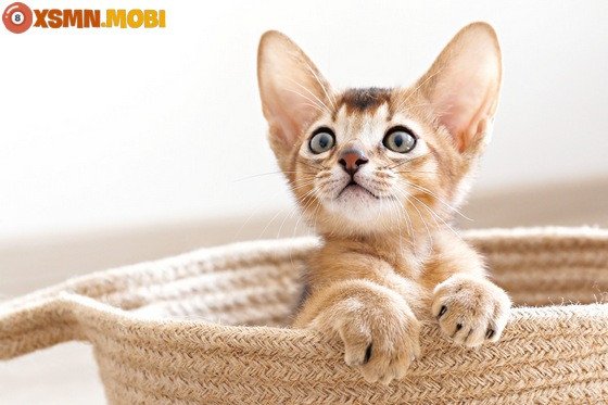 Một con mèo mẹ nằm nghỉ bên đàn mèo con mới sinh ấm áp