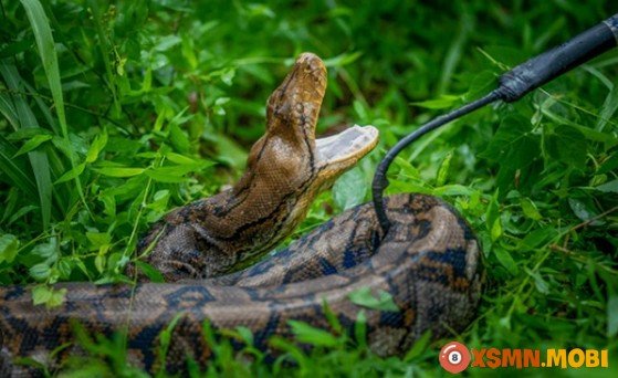 Một người khác đang cẩn trọng bắt con rắn, hình ảnh tượng trưng cho điềm báo khi mơ thấy người khác bắt rắn.