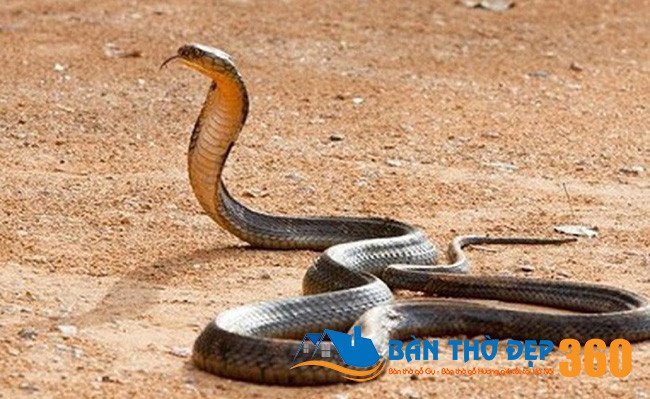Một tấm bảng hoặc trang giấy có các con số và hình ảnh rắn hổ mang, tượng trưng cho việc tìm kiếm con số may mắn từ giấc mơ