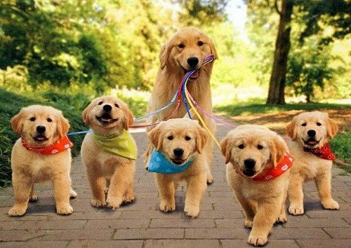 Nằm mơ thấy chó đẻ con, biểu tượng của sự sinh sôi nảy nở