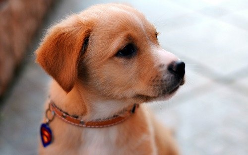 Nằm mơ thấy chó sủa vui vẻ, báo hiệu sự chấp nhận và may mắn