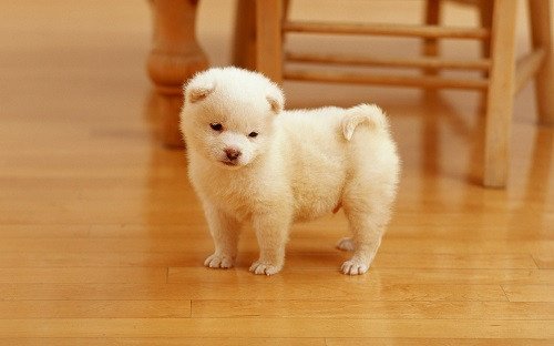 Nằm mơ thấy chó vào nhà mang điềm báo tốt lành cho gia chủ