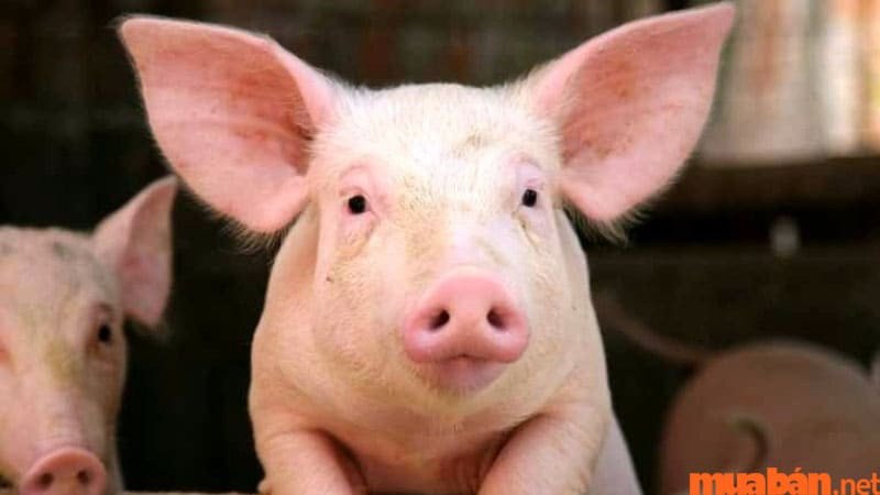 Nằm mơ thấy đầu heo điềm lành