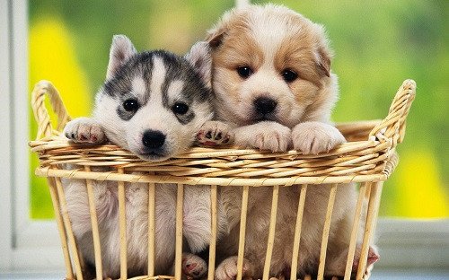 Nằm mơ thấy hai con chó cắn nhau, dấu hiệu của sự cạnh tranh trong cuộc sống