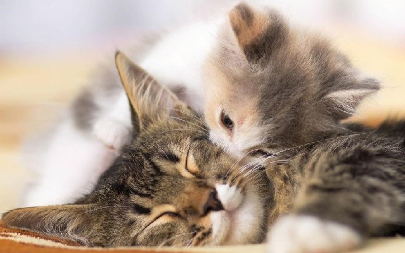 Nằm mơ thấy nhiều mèo con đang chơi đùa