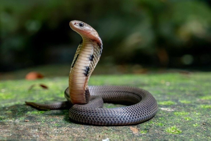 Nằm mơ thấy rắn cắn người khác, điềm báo và ý nghĩa tiềm ẩn