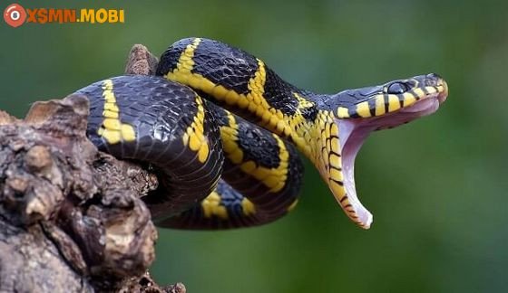 Nằm mơ thấy rắn đen khổng lồ và ý nghĩa con số may mắn