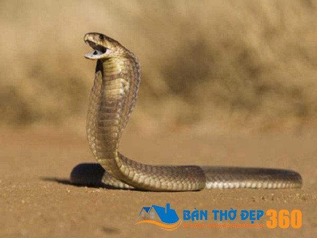 Nằm mơ thấy rắn hổ mang chúa báo hiệu điềm gì?