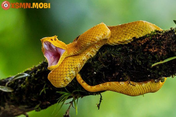Ngủ mơ thấy rắn vàng báo hiệu điềm tốt hay xấu?