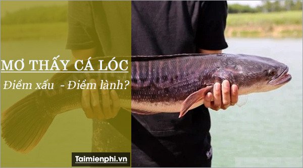 Người đàn ông bắt được cá chuối lớn, con số may mắn khi mơ thấy cá chuối
