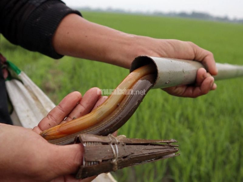 Người đàn ông đang bắt lươn dưới bùn