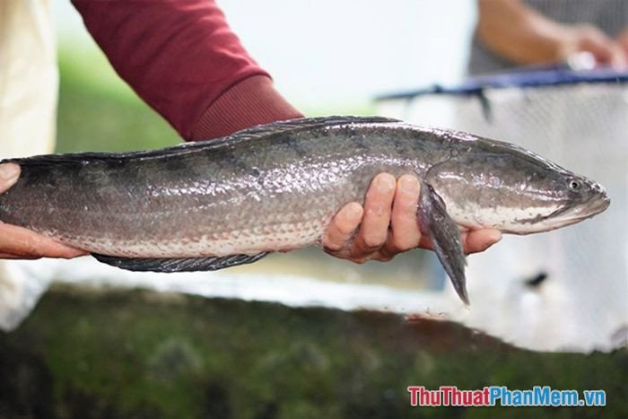Người đàn ông nhận cá lóc từ người khác, điềm báo về sự giúp đỡ