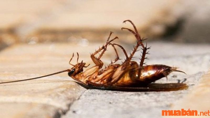 Người khác giết gián cảnh báo về rủi ro tài chính