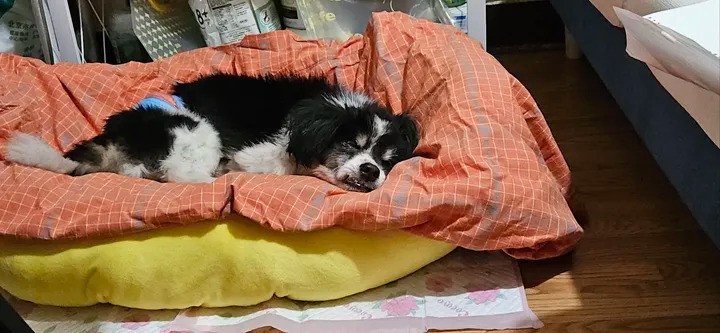 Người phụ nữ buồn bã ôm thú cưng trong bệnh viện, thể hiện sự đau khổ khi mất đi người bạn thân thiết và cảm giác cô đơn khi mơ thấy chó mèo đã mất.