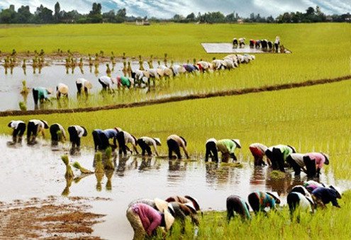 Người phụ nữ cấy lúa trên đồng ruộng