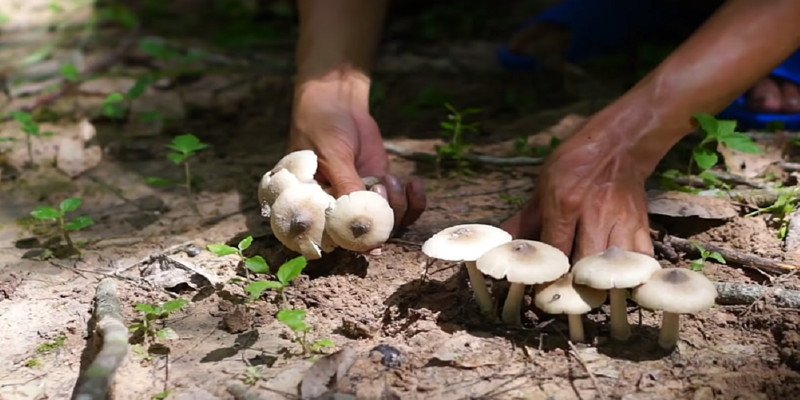 Người phụ nữ đang chăm chú tìm kiếm nấm trong rừng, tượng trưng cho sự khám phá cơ hội mới trong giấc mơ thấy nấm đánh số gì