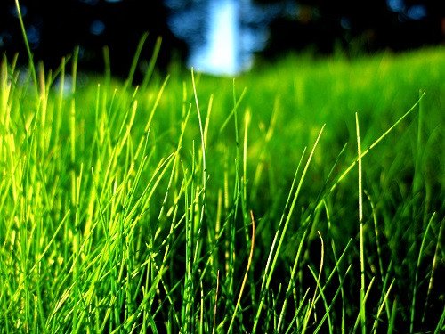 Người phụ nữ đang chăm sóc vườn, nhổ cỏ dại tươi tốt giữa không gian xanh mướt