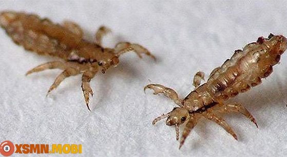 Người phụ nữ đang loại bỏ chấy rận, biểu tượng của sự giải quyết vấn đề