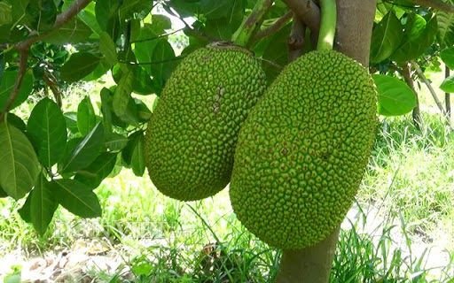 Người phụ nữ đang nâng niu quả mít chín vàng trên tay, biểu tượng của sự sung túc và điềm báo tốt lành trong giấc mơ thấy mít chín.