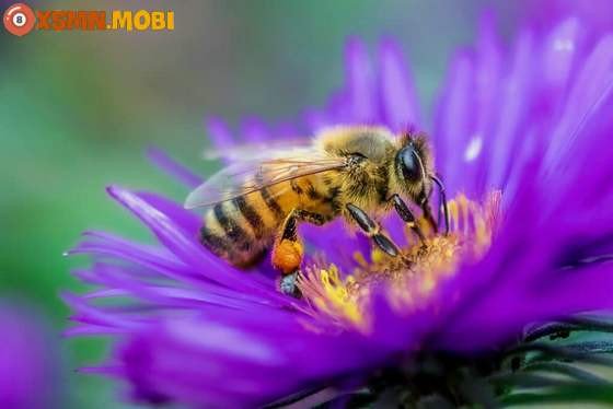Người phụ nữ đang suy tư về giấc mơ thấy con ong, liên quan đến mơ thấy bị ong đốt đánh con gì.