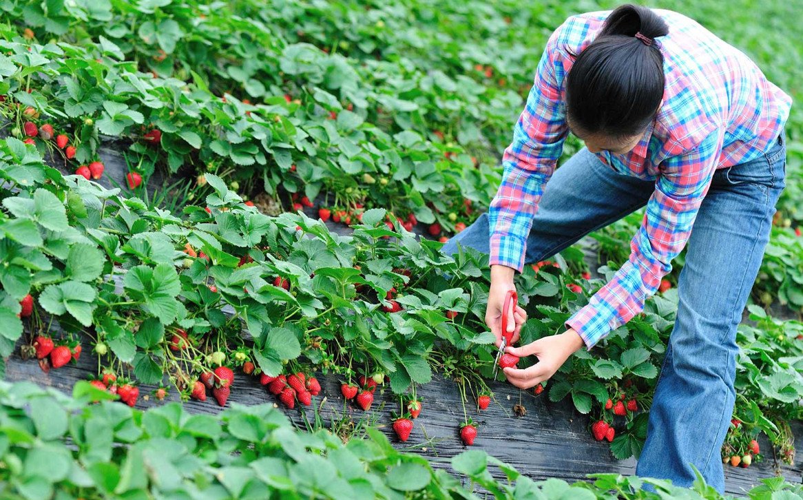 Người phụ nữ hái dâu tây