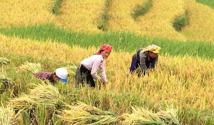 Người phụ nữ hạnh phúc thu hoạch lúa chín vàng trên cánh đồng bao la, biểu tượng của thành quả và sự sung túc khi nằm mơ thấy mình đi gặt lúa