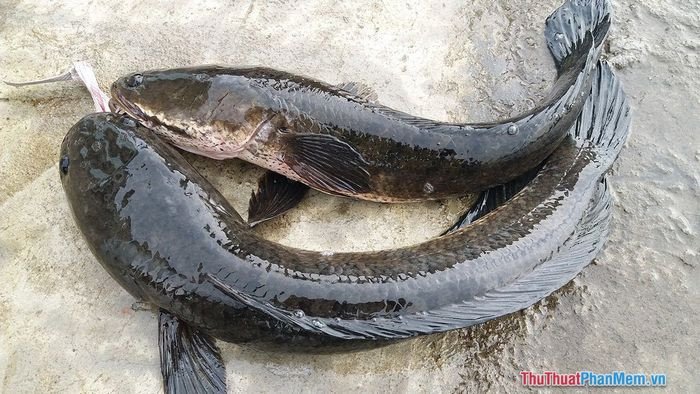 Nhiều cá lóc đang bơi lội, tượng trưng cho các mối quan hệ xã hội